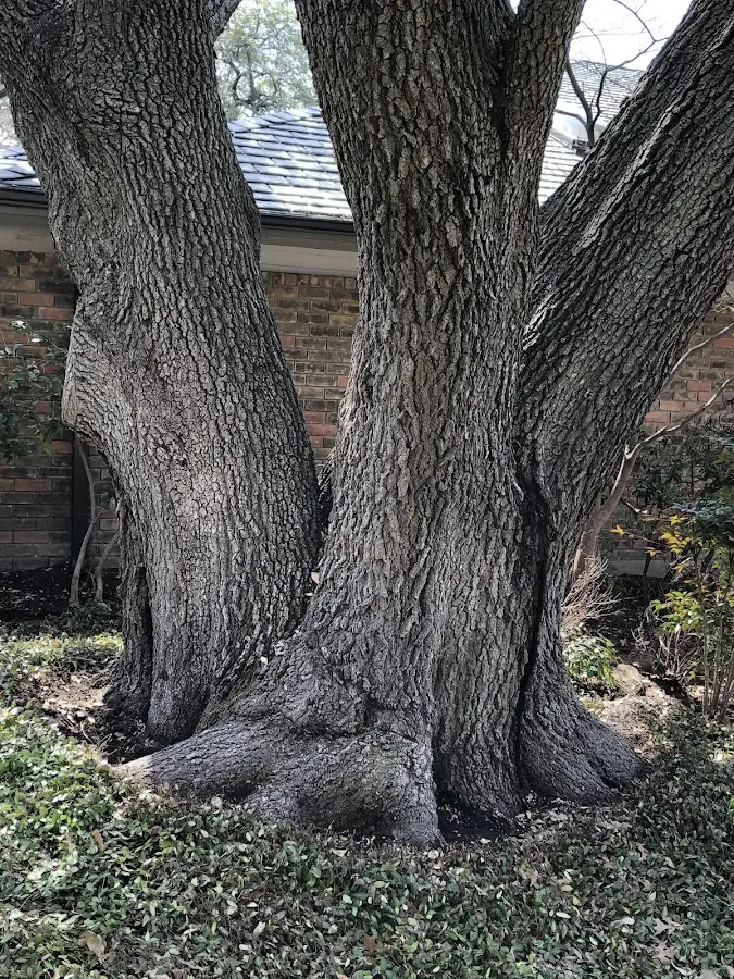 Mature heritage tree close to a Norco property cared for by certified arborists